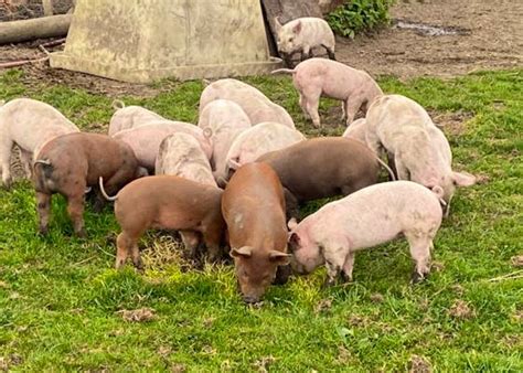 Duroc Pigs For Sale Sellmylivestock The Online Livestock Marketplace