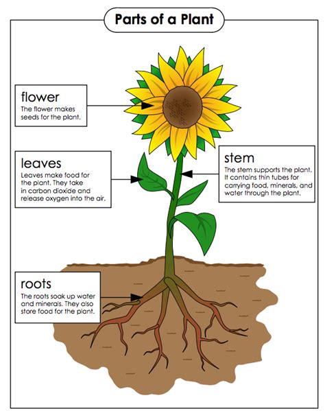 Plant Structure And Function 4th Grade