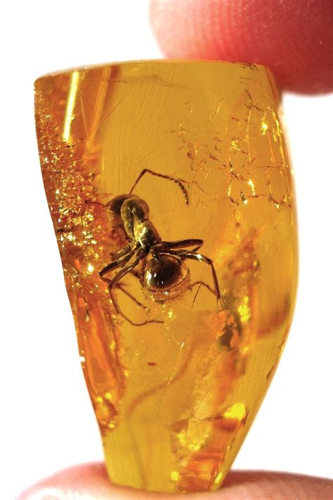 It Takes Millions Of Years Amber Fossils Amber Minerals And Gemstones