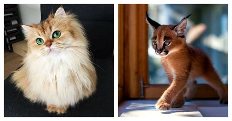 Of The Most Astoundingly Beautiful Cats In The World Catlov