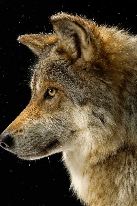 Can A Wolf Have A Baby With A Dog