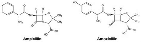 Structures Of Ampicillin And Amoxicillin Download Scientific Diagram