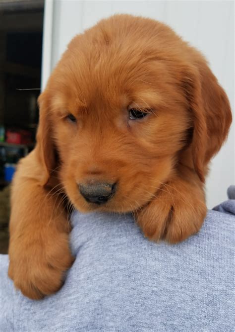 Classic golden retriever puppies are a great choice for their loyal, caring dispositions and excellent training and service abilities. Golden Retriever Puppies For Sale | Waynesfield, OH #270542