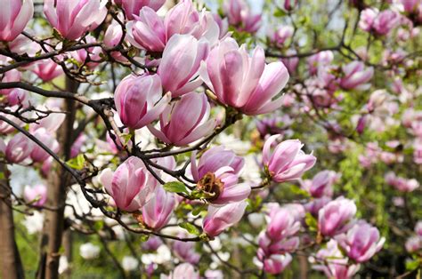 5 Great Magnolias For Your Landscaping Tomlinson Bomberger