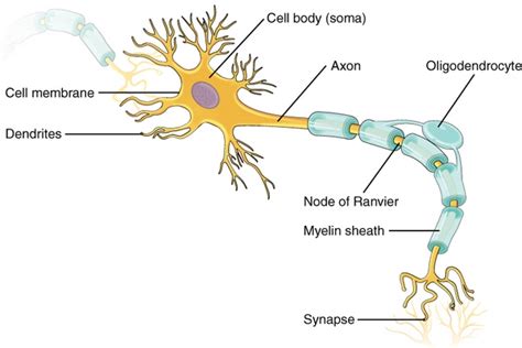 Das periphere nervensystem (pns) umfasst den teil des nervensystems, der außerhalb des gehirns und rückenmarks gelegen ist. Nervensystem: Aufbau, Funktionsweise und Erkrankungen