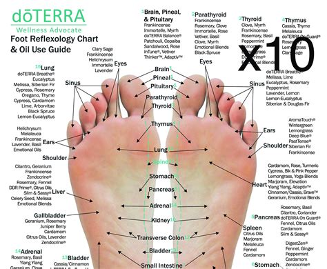 10 Pack Reflexology Chart And Essential Oil Use Guide 85 X Etsy
