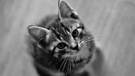 Black And White Photo Of Black White Cat Kitten Is Looking Up Hd Cute