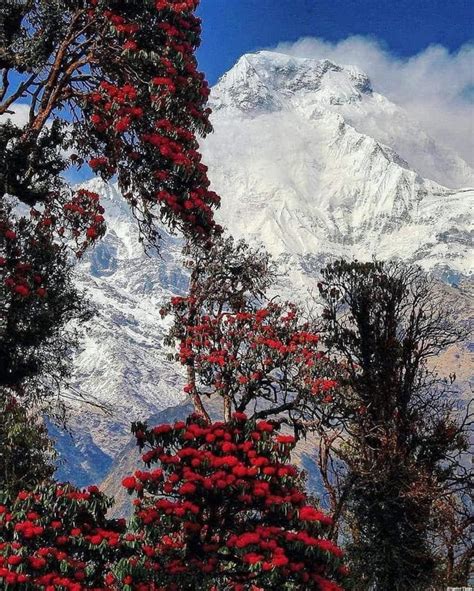 Spring View Of The Himalaya Beautiful Rhododendron Flowers Are