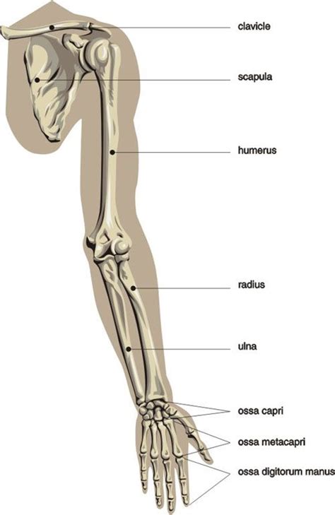 Read it here at artgraphica. Basic daigram of the bones of the arm and hand | Arm ...