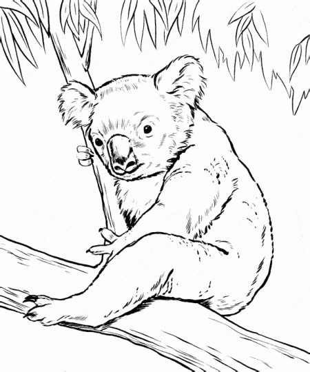 Kolorowanki Ze Zwierzętami Kolorowanki Z Koalą Miś Koala Zwierzęta