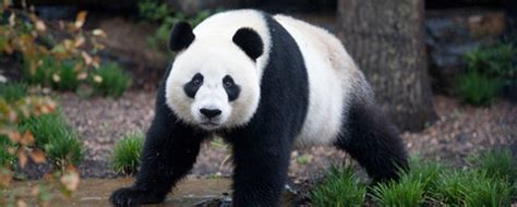 Colors Images Cute Black And White Panda Wallpaper And