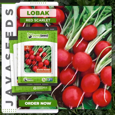 Jual Benih Lobak Bulat Merah Red Scarlet Radish 15 Benih Shopee Indonesia