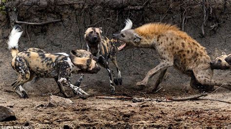 Moment A Hyena Escapes The Jawas Of Snarling Wild Dogs In South Africa