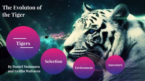 Tiger Evolution By Griffin Walraven