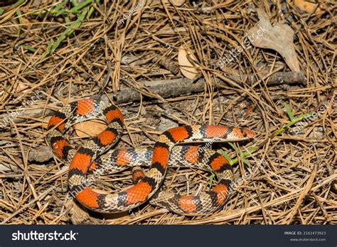 Scarlet Snake Cemophora Coccinea Stock Photo 2161473923 Shutterstock