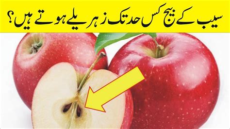 Are Apple Seeds Toxic Apple Seeds Cyanide In Hindi The Informative