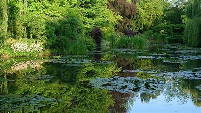 Pond Water Creek Lilies Background Vegetation
