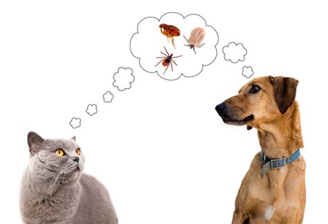 2,053 dog fleas and ticks products are offered for sale by suppliers on alibaba.com, of which pet collars & leashes accounts for 28%, pest control accounts for 5%, and. Are You Making These Mistakes With Your Flea and Tick ...