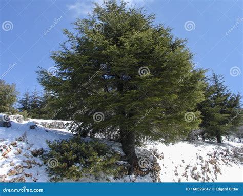 Arz Al Barouk Lebanon Cedars Snow Season Stock Image Image Of Cedar