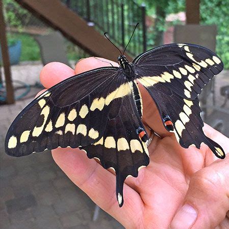 Giant Swallowtail Butterfly Gardens With Wings