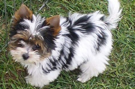 Papillon Yorkie Poodle Mix Online Image Arcade