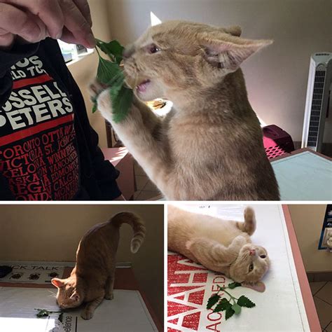 If you have cats and catni. 10+ Times Cats Found Catnip, And Cat.exe Stopped ...