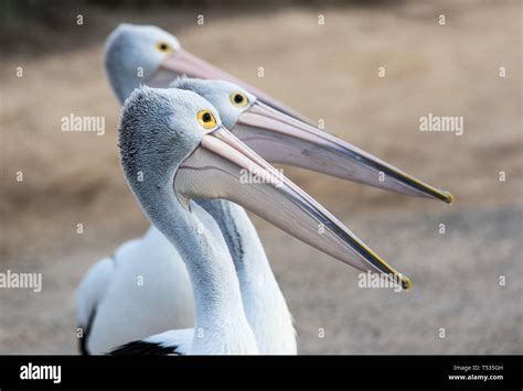 Australian Pelican Pelecanus Conspicillatus Grouped Up In Line Ready To