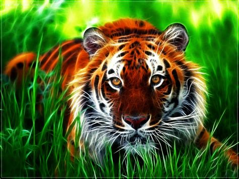 Lovable Images Wild Tiger Hd Wallpapers Free Download