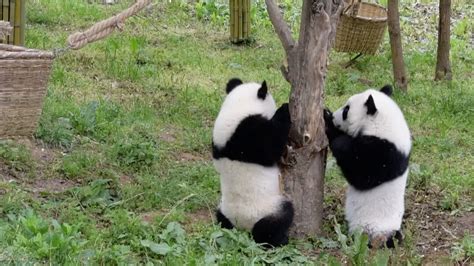 Cute Alert Playful Twin Panda Cubs Chase Each Other Cgtn