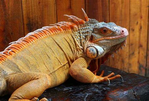 Iguana Is A Genus Of Herbivorous Lizards That Are Native To Tropical