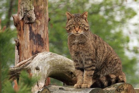 The Plight Of The Scottish Wildcat