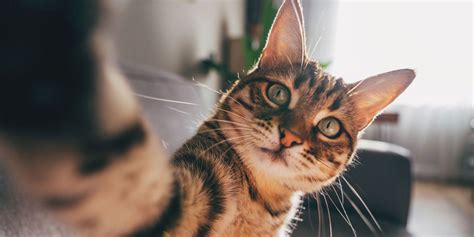 The Best Cat Instagram Captions For Your Purr Fectly Adorable Feline Photos