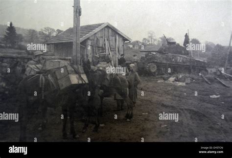 World War Two Goumier Moroccan Soldier In French Army With A Mule