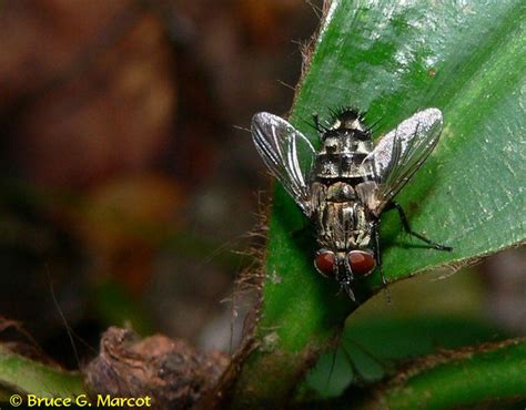 Epow Ecology Picture Of The Week Parasitic Flies That Do Us Good