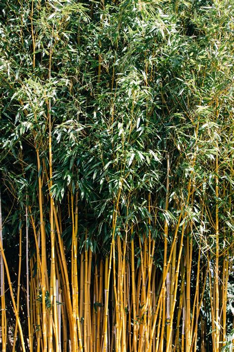 Bamboo Garden Pictures Download Free Images On Unsplash