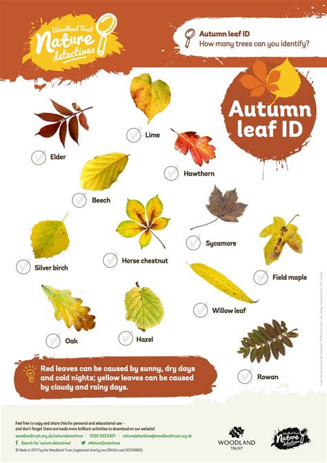Autumn Leaf Identification Poster Woodland Trust Nature Detectives