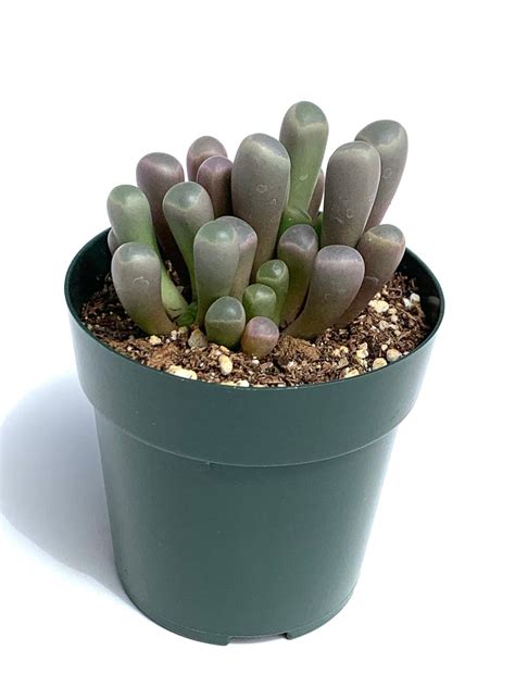 Baby Toes Succulent Fenestraria Rhopalophylla Live Potted Etsy