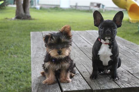 Use the search tool below which breeds mix with french bulldogs? The Most Friendly French Bulldog Yorkie Mix — AskFrenchie.com