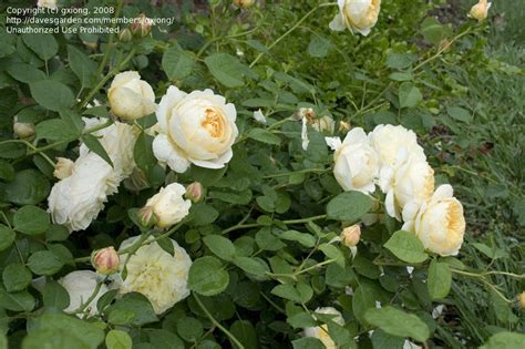 Plantfiles Pictures English Rose Austin Rose Charlotte Rosa By