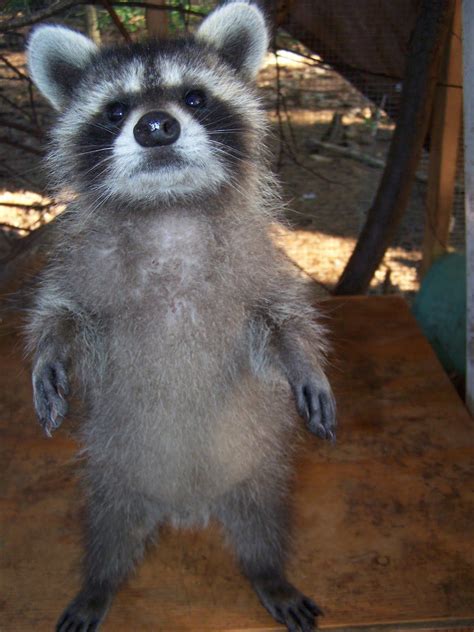 Pet Raccoon For Sale Oklahoma Nolyutesa