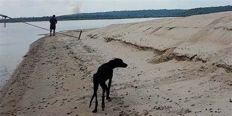 Man On Cruise Finds Dog Stranded On Deserted Island