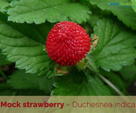 Mock Strawberry Facts And Health Benefits