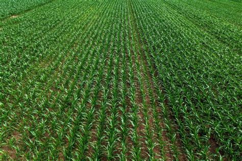Aerial View Of Young Green Corn Crops Seedling In Cultivated Field