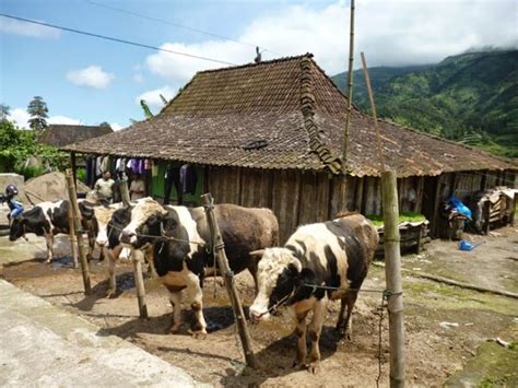 Kedung kandang ini juga merupakan kecamatan tertua di malang. Wisata Ternak Kandang Macan - Kandang macan merupakan ...
