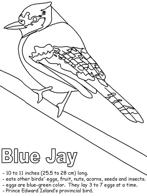 Blue Jay Coloring Download Blue Jay Coloring For Free 2019