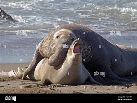 Sellos De Apareamiento Fotografías E Imágenes De Alta Resolución Alamy