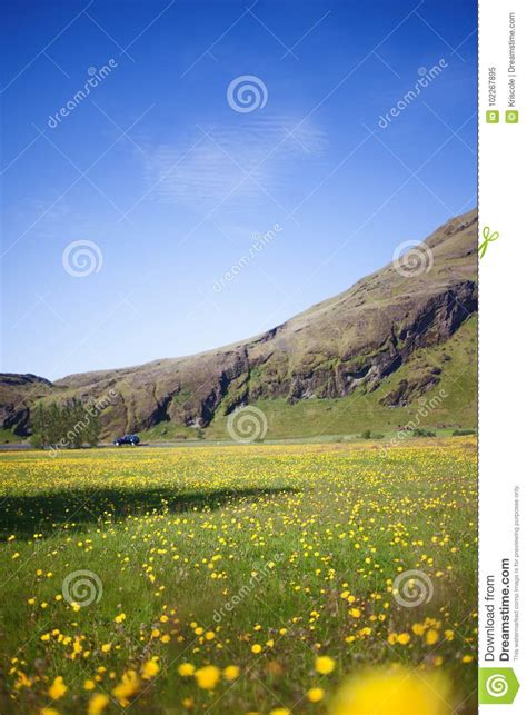 Iceland High Mountain Cliff Beautiful Landscape Yellow Flowers In A