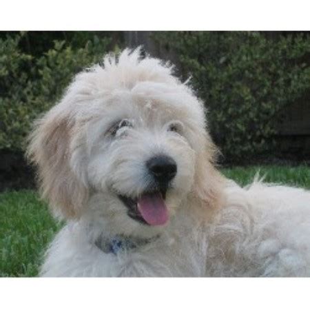 If you're looking for a great addition to your family, then you need to get a doodle from d' shalom goldendoodles! Goldendoodle breeders in Florida | FreeDogListings