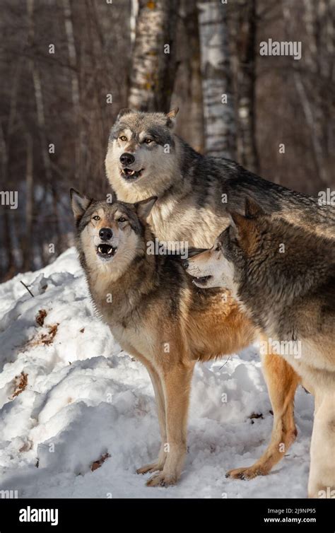 Trio Of Grey Wolves Canis Lupus Begin To Howl Winter Captive