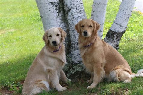 The cost to buy a golden retriever varies greatly and depends on many factors such as the breeders' location, reputation, litter size, lineage of the puppy, breed popularity (supply and demand), training, socialization efforts, breed lines and much. Ct Golden Retriever Puppies | PETSIDI